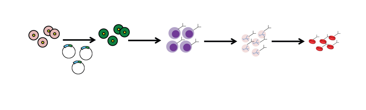 Hitchhiking on red blood cells enhances antibody properties in vivo